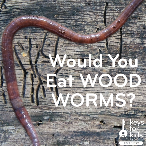 Would You Eat Wood Worms?