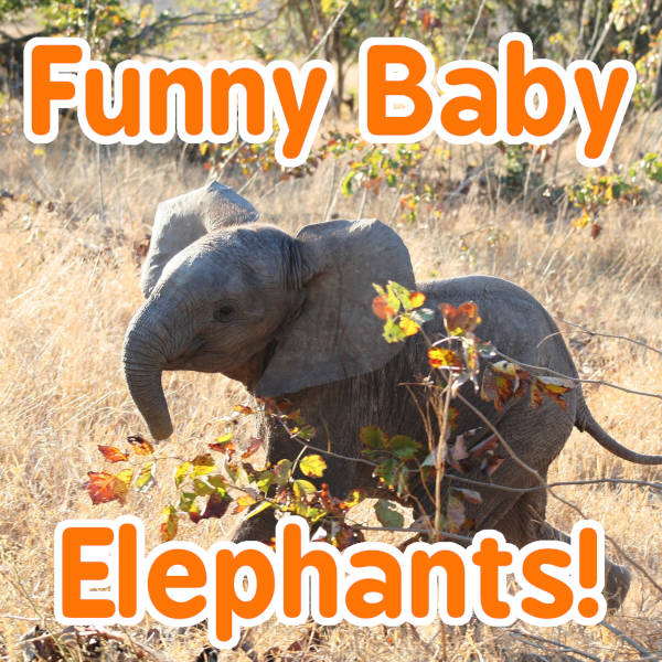Super Funny Baby Elephants!