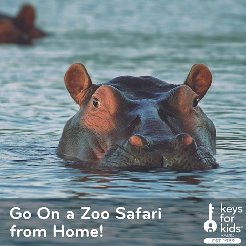 Go On a Zoo Safari from Home!