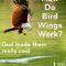 How do Bird Wings Work? (It's Cool!)