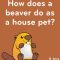 What's It Like To Have A Pet Beaver?