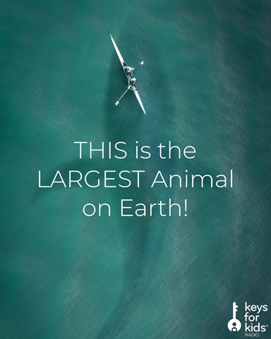 THIS is the LARGEST Animal on Earth!