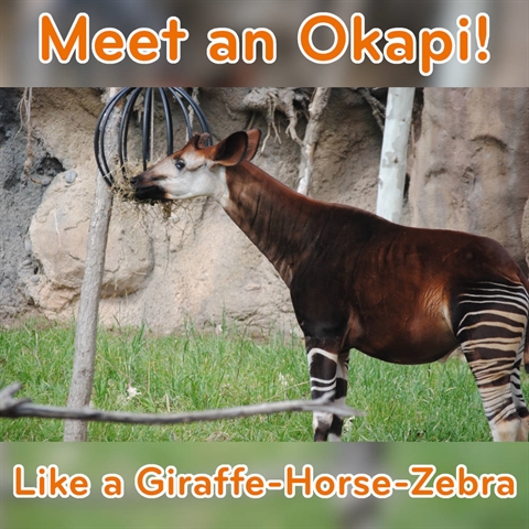 Meet the Miracle Okapi!