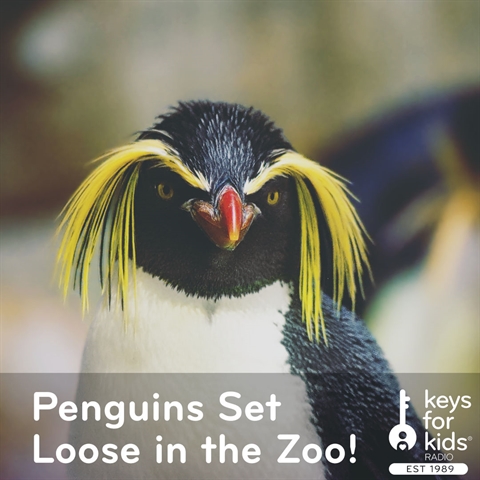 Penguins Set Loose in the Zoo!