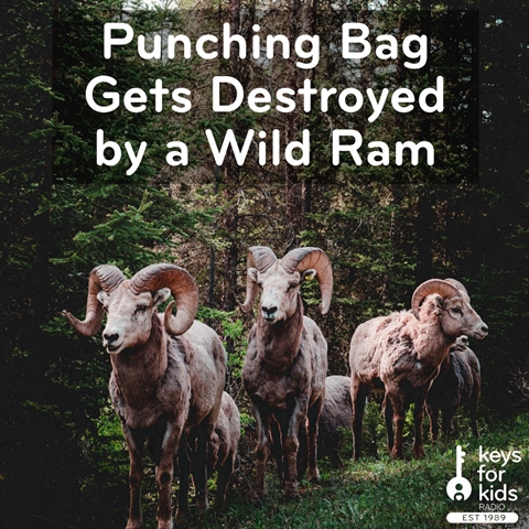 Punching Bag Gets Destroyed by a Wild Ram!