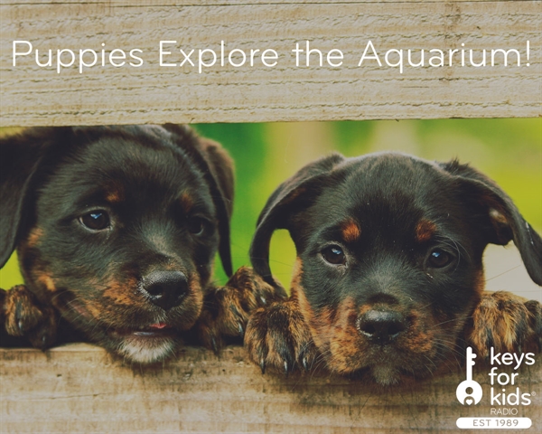 Puppies Exploring the Aquarium!