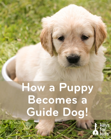 Training a Puppy to be a Guide Dog!