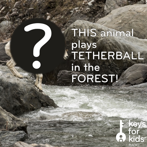 THIS Animal plays tetherball in the FOREST