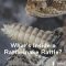 WHAT'S INSIDE a Rattlesnake Rattle!