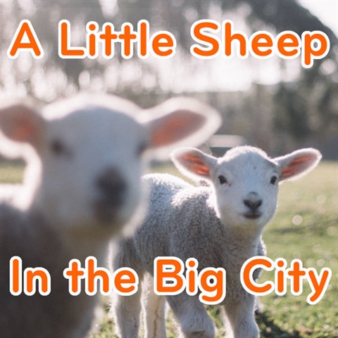 A Shepherd in the Big City