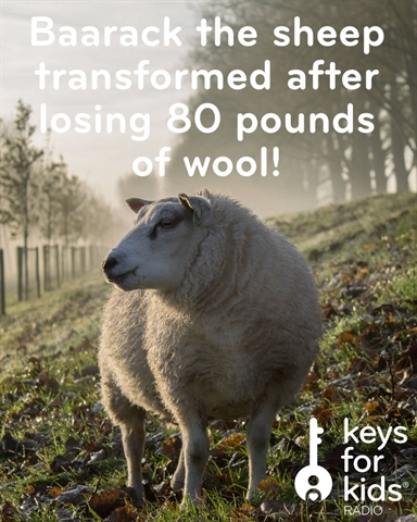 Sheep TRANSFORMED after losing FIVE YEARS of wool!
