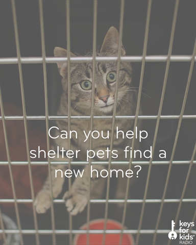 5 Tips to Help Shelter Pets Today!
