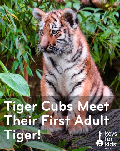 Tiger Cubs Meet a Grown Up Tiger