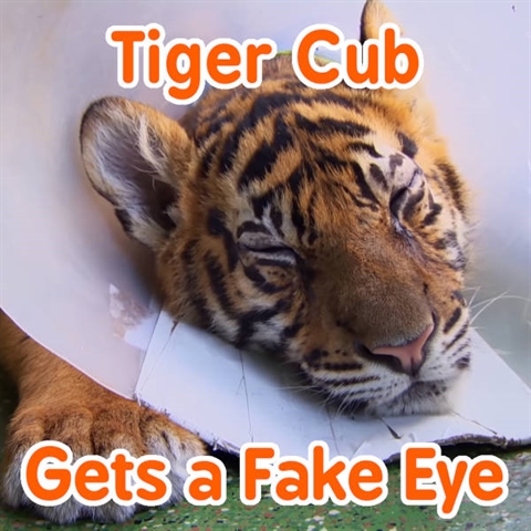 (Almost) Blind Tiger Gets a Fake Eye