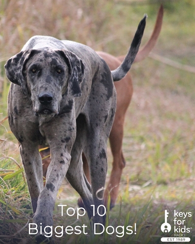 What Are The Top 10 Biggest Dogs in the World?