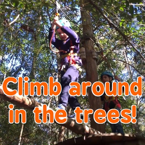 Climb Like a Monkey in the Trees!