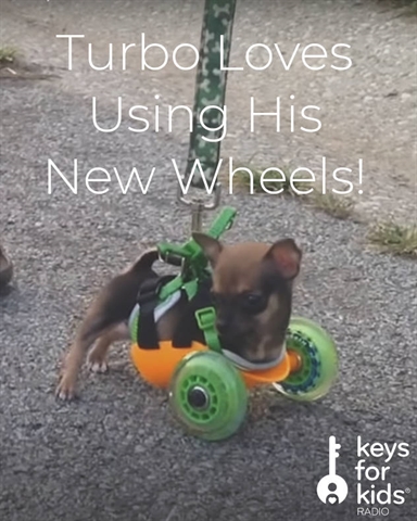 Turbo Loves Using His New Wheels!