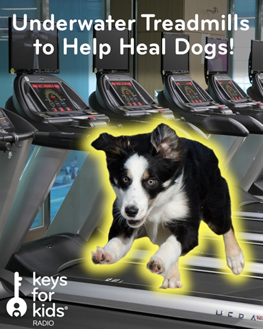 Doggy Treadmills – UNDERWATER!