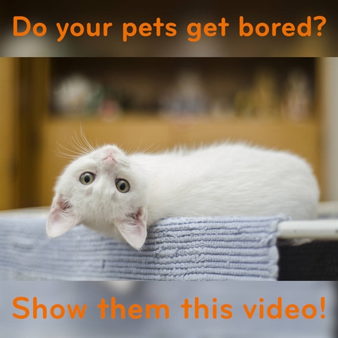 An 8 Hour Video…FOR YOUR CATS!