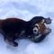 Red Pandas Playing in the Snow!
