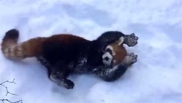 Red Pandas Playing in the Snow!