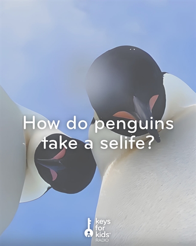 A Penguin Taking a Selfie?