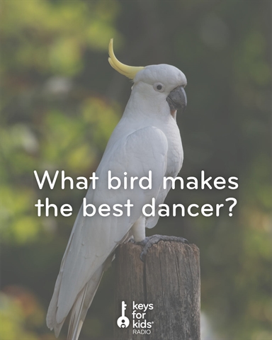 A Bird that Dances to Music?