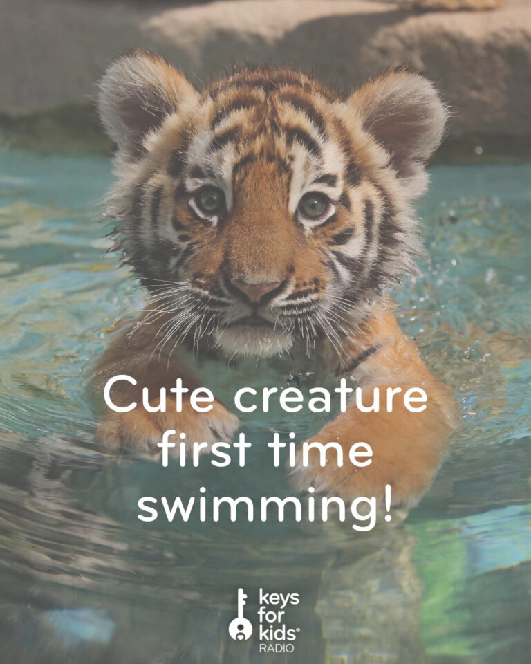 Tiger Cubs Swim for the First Time