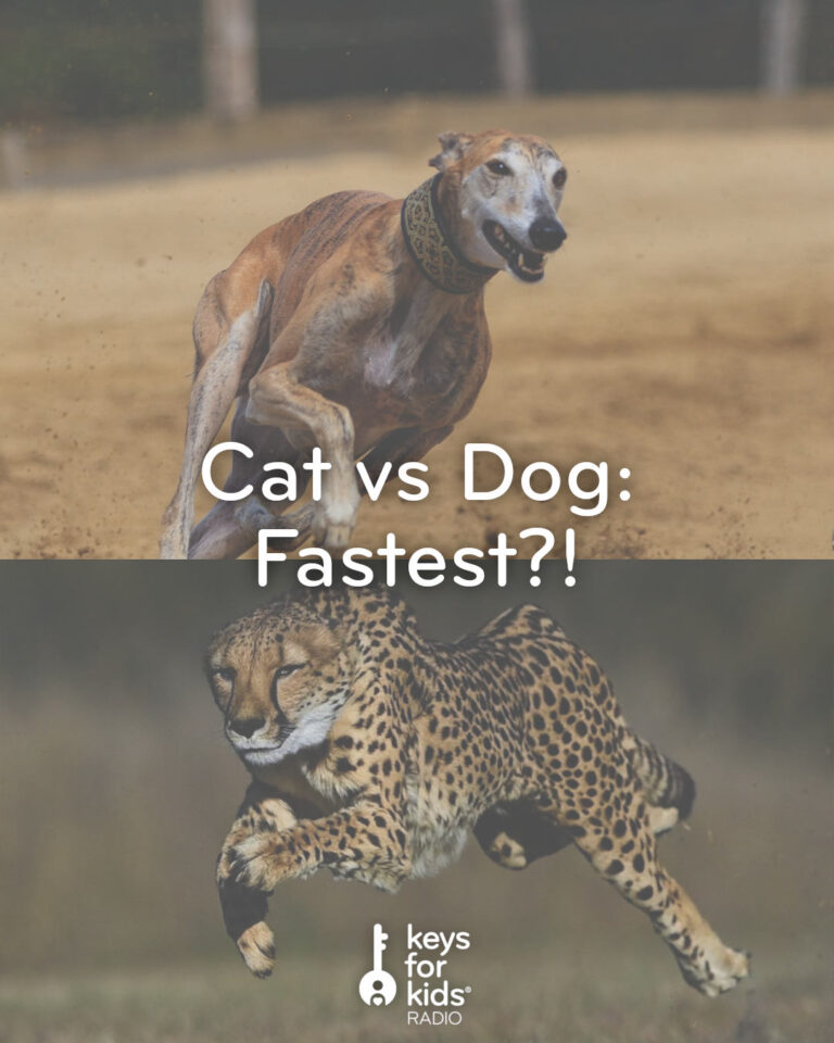 Cats vs Dogs: Who’s Faster on Foot?