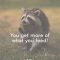 THIS is why you don’t feed wild animals!