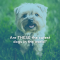 Are THESE the Top 10 Cutest Dog Breeds?