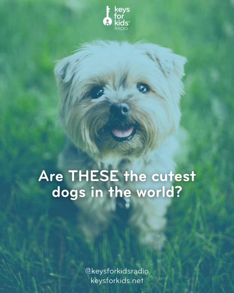 Are THESE the Top 10 Cutest Dog Breeds?